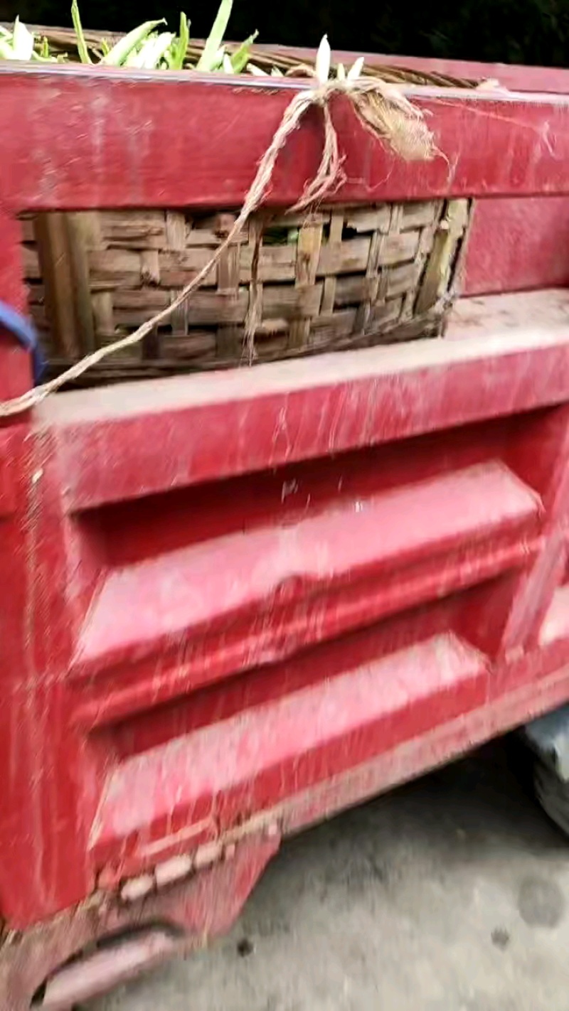 四川简阳，四季豆，大量上市中，品质保证一手货源