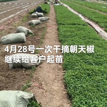 高端辣椒苗,朝天椒,螺丝椒线椒牛角椒,艳红小米椒,薄皮