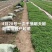 高端辣椒苗,朝天椒,螺丝椒线椒牛角椒,艳红小米椒,薄皮