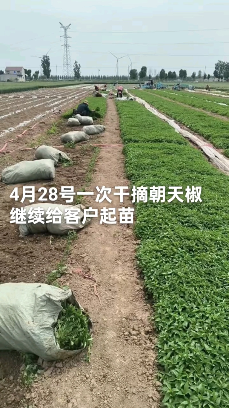 高端辣椒苗，朝天椒，螺丝椒线椒牛角椒，艳红小米椒，薄皮
