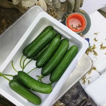 【精品】山东精品水果黄瓜产地直发现摘现发对接商超档口