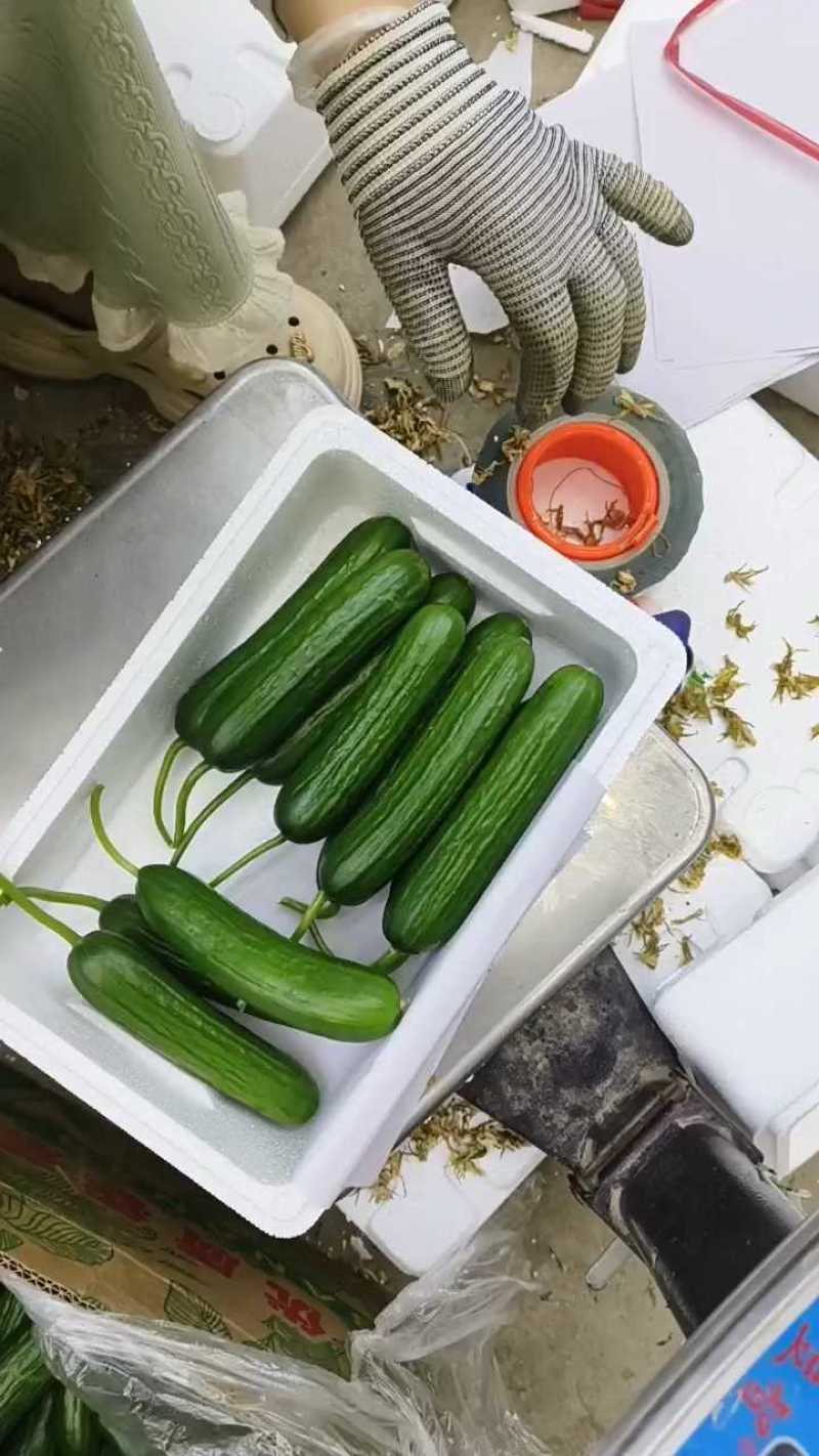 【精品】山东精品水果黄瓜产地直发现摘现发对接商超档口
