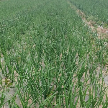 洋葱苗长势好，新茬地，山东冠县有货。