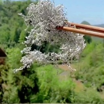 恩施藤茶嫩芽龙须