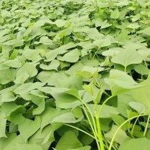 出售脱毒红薯苗：龙薯九！高产.瓜型好，口感纯正.易储存！