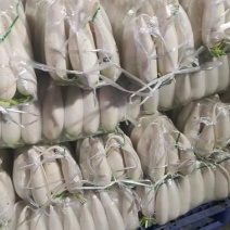 精品白萝卜湖北萝卜大量供应可视频看货欢迎来电