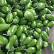 【茄子】大棚青茄已大量上市供应各大市场电商可视频看货