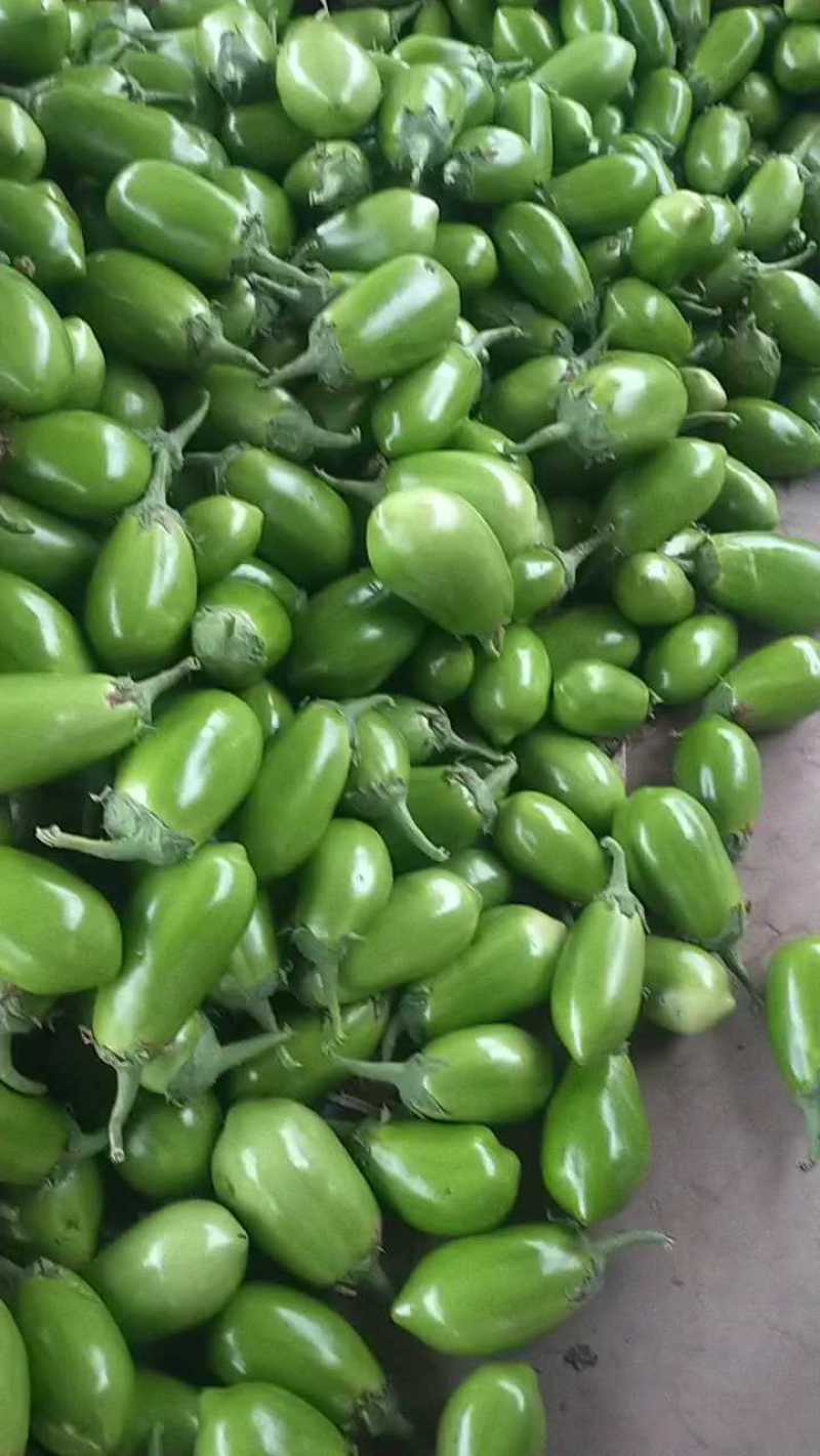 【茄子】大棚青茄已大量上市供应各大市场电商可视频看货