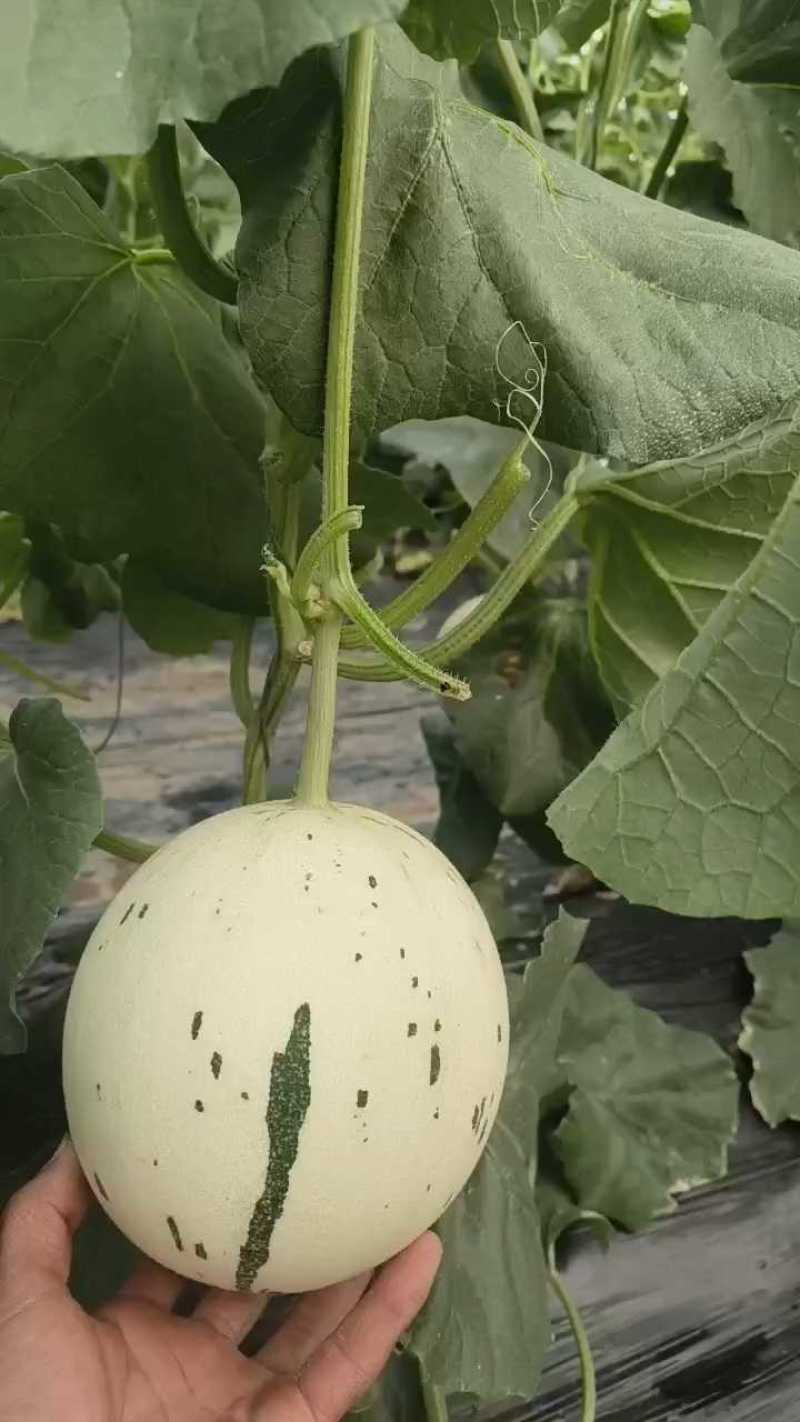 蜜露甜瓜，蜜露流星甜瓜，软糯香甜，大量供应