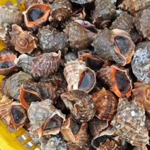 海螺，长期供应，货源稳定。欢迎前来咨询采购