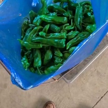 急售！鲜辣椒/东台鲜辣椒/江苏辣椒/东台青椒/301辣椒