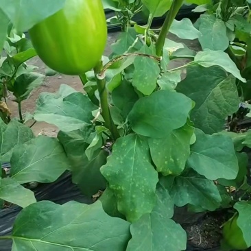 辽宁省鞍山海城市，暖棚蔬菜青茄大量上市发往全国各大商超