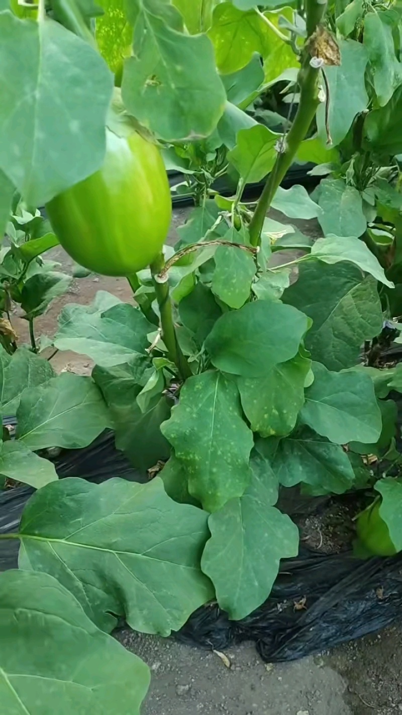 辽宁省鞍山海城市，暖棚蔬菜青茄大量上市发往全国各大商超