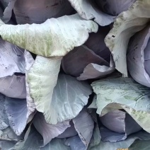 紫甘蓝大量上市中产地直供质量保证货源充足