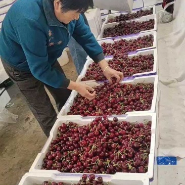 山东美早樱桃基地直供质量上乘硬度高一手货源全国发货
