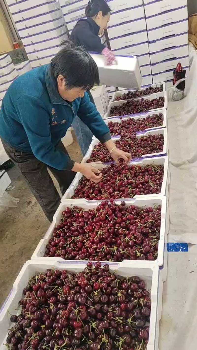 山东美早樱桃基地直供质量上乘硬度高一手货源全国发货