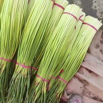精品红帽蒜薹，蒜苔河南蒜苔鲜蒜苔大量供应欢迎来电