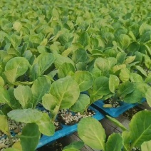 甘蓝苗包菜苗洋白菜苗黄心宣软甘蓝苗韩绿甘蓝苗