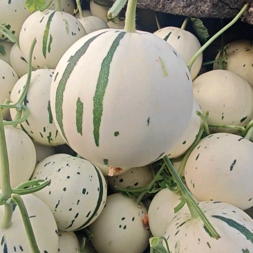 玉菇甜瓜,山东聊城莘县冰激凌玉菇甜瓜,奶香蜜甜瓜。