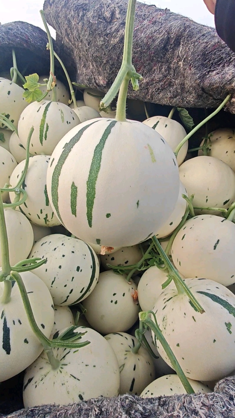 玉菇甜瓜，山东聊城莘县冰激凌玉菇甜瓜，奶香蜜甜瓜。