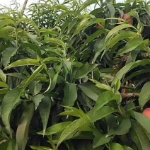 陕西渭南桃子，五一后上市，个头大颜色好，抓紧联系！