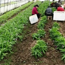 白芨苗基地直发量大从优诚信合作欢迎来电咨询