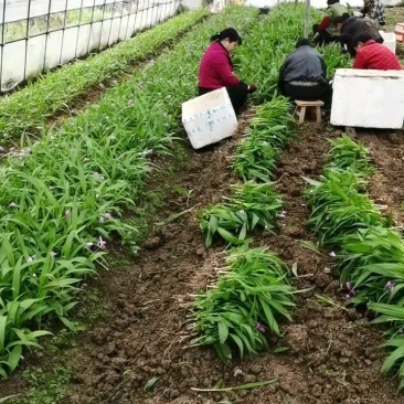 白芨苗基地直发量大从优诚信合作欢迎来电咨询