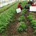 白芨苗基地直发量大从优诚信合作欢迎来电咨询