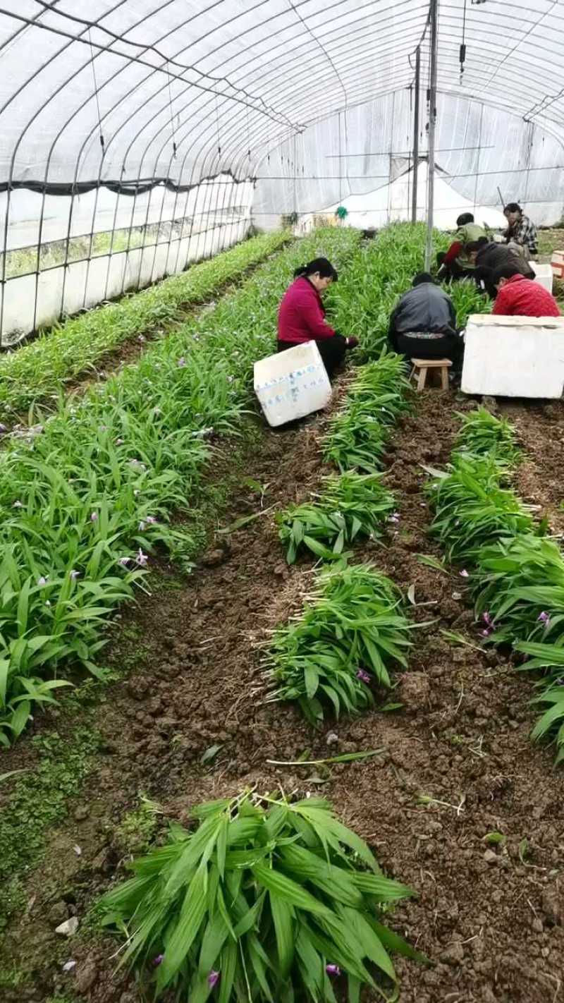 白芨苗基地直发量大从优诚信合作欢迎来电咨询