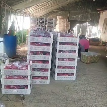 珍珠红西瓜大量装车，价格大幅下滑！