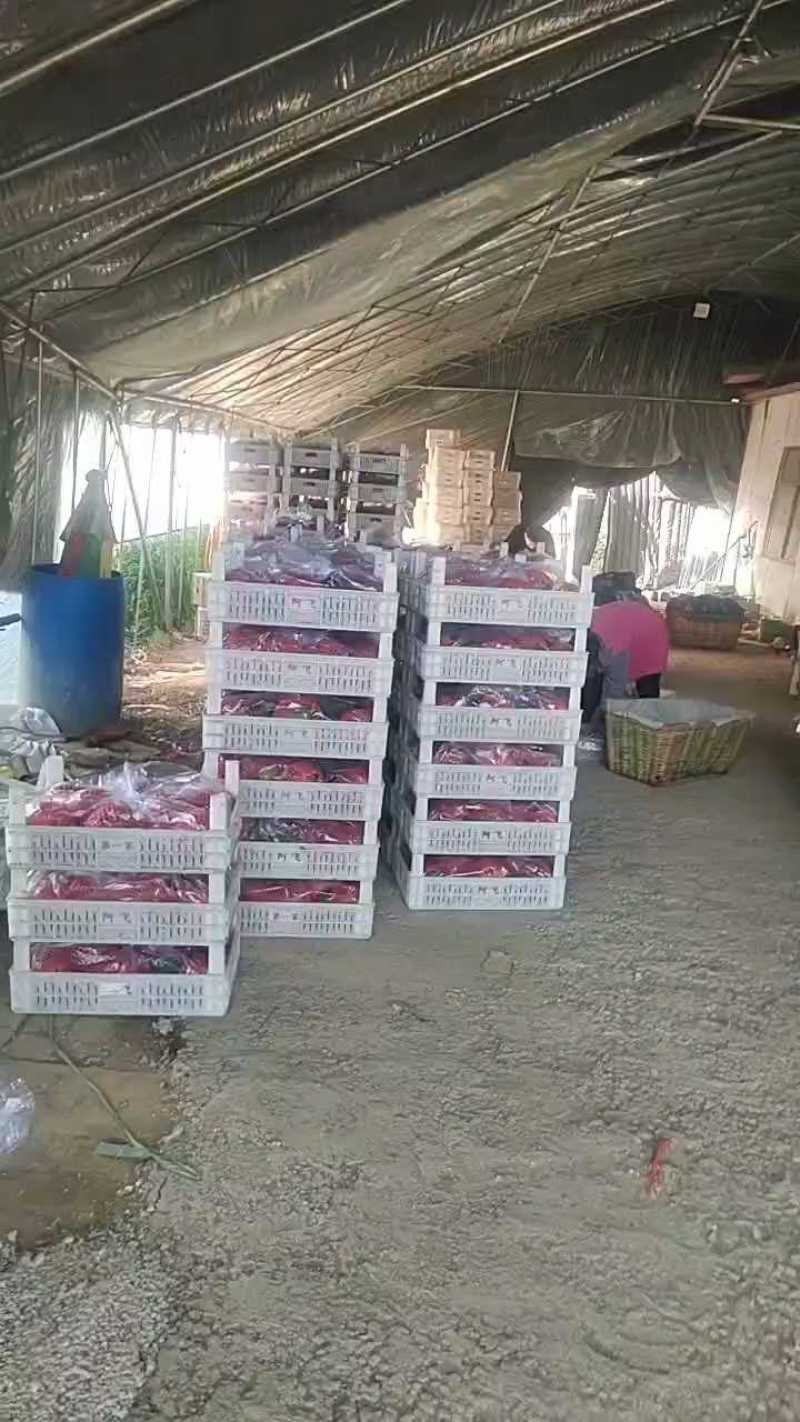 珍珠红西瓜大量装车，价格大幅下滑！