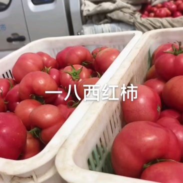 西红柿又红又大，马上满车！