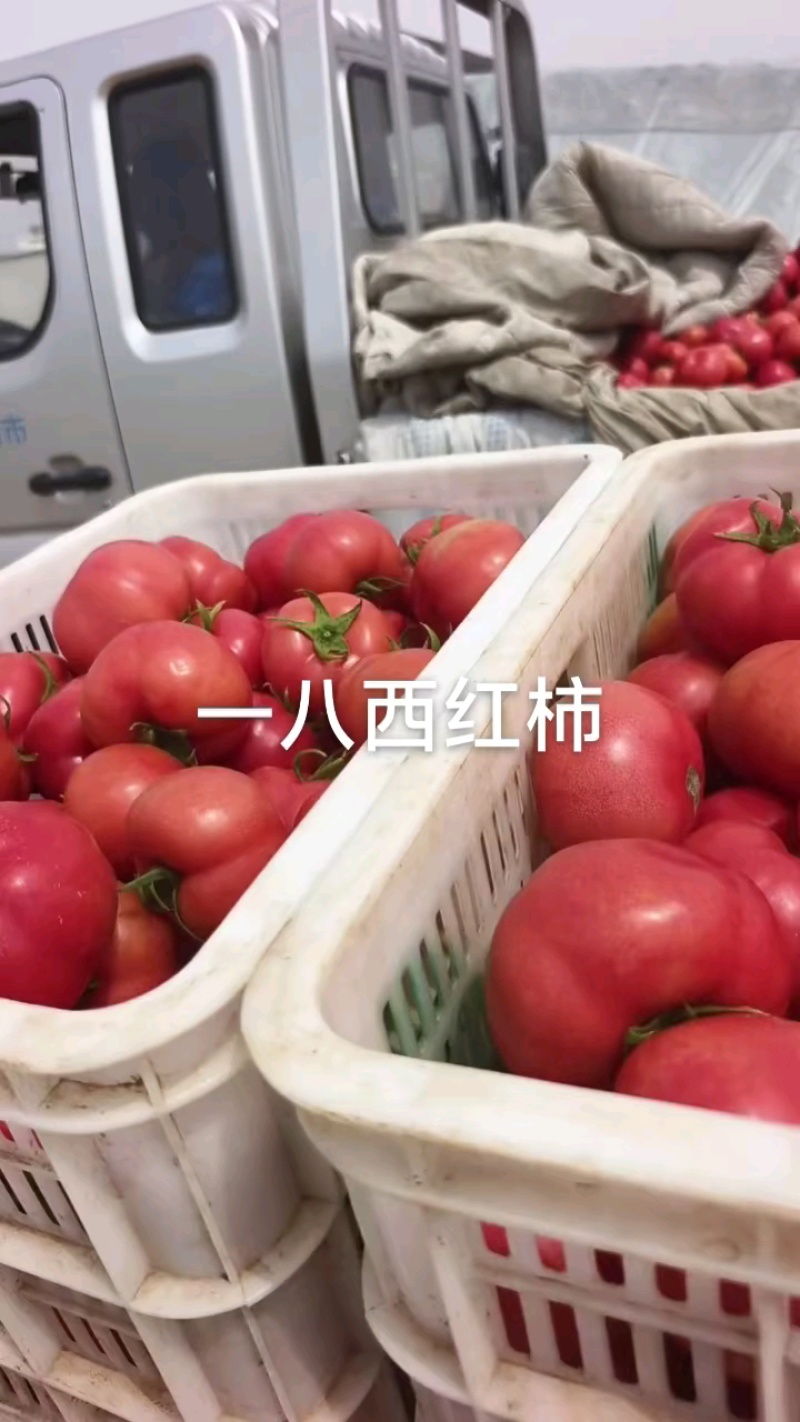 西红柿又红又大，马上满车！
