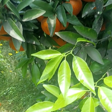 沃柑大量上市，有需要的老板滴滴
