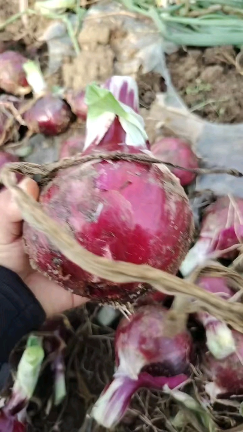 紫红洋葱，基地货，量大质优出货量稳定，欢迎各位老板来选购