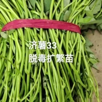 济薯33