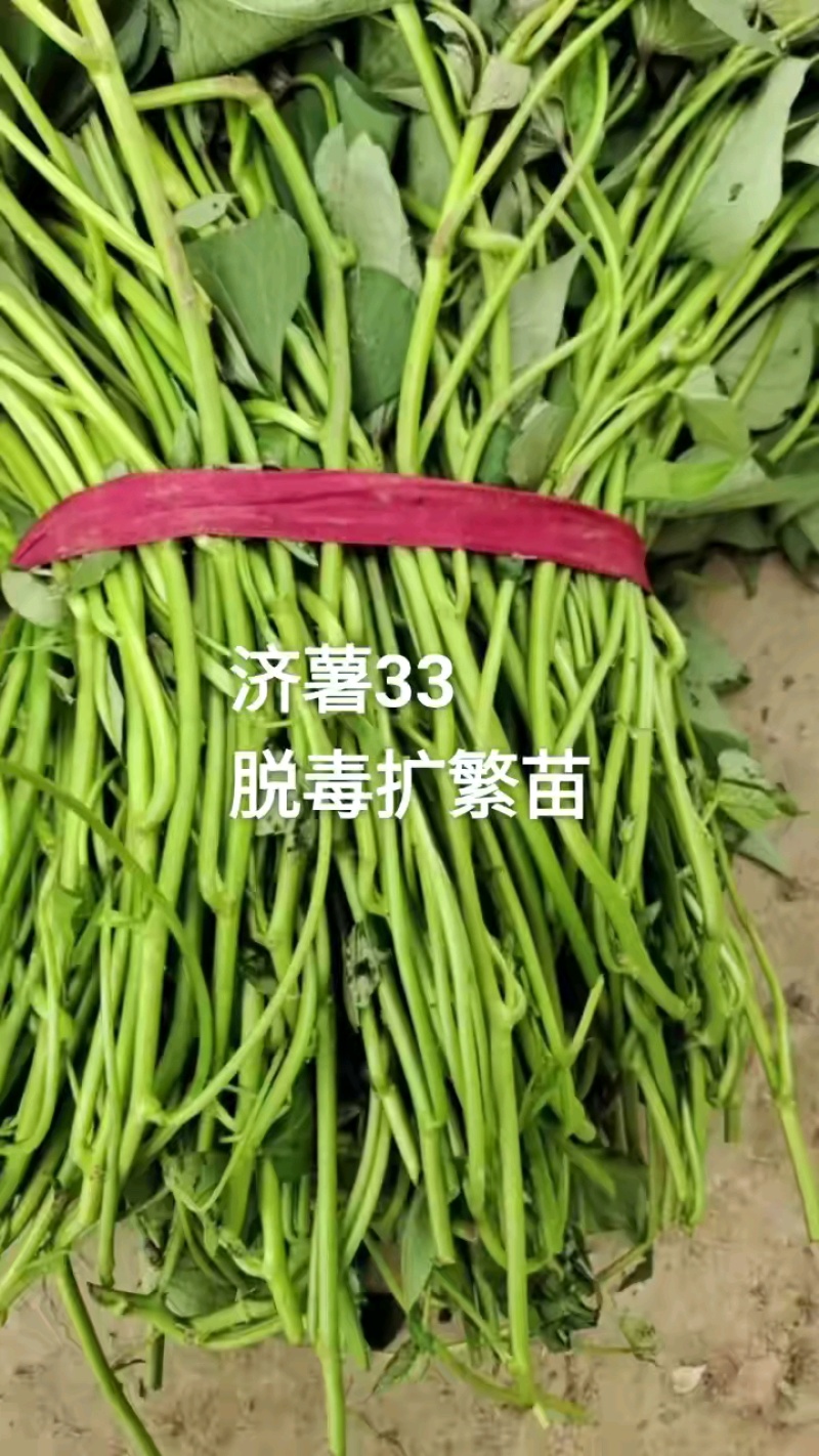 济薯33