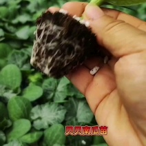蜜本南瓜苗贝贝南瓜苗板栗南瓜苗免费技术指导包回收