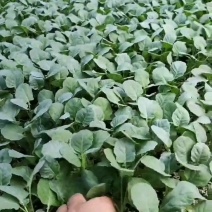 炎秀西兰花苗耐寒**西兰花苗免费技术指导包回收