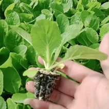黄心白菜苗小白菜苗青杂三号白菜苗免费技术指导包回收