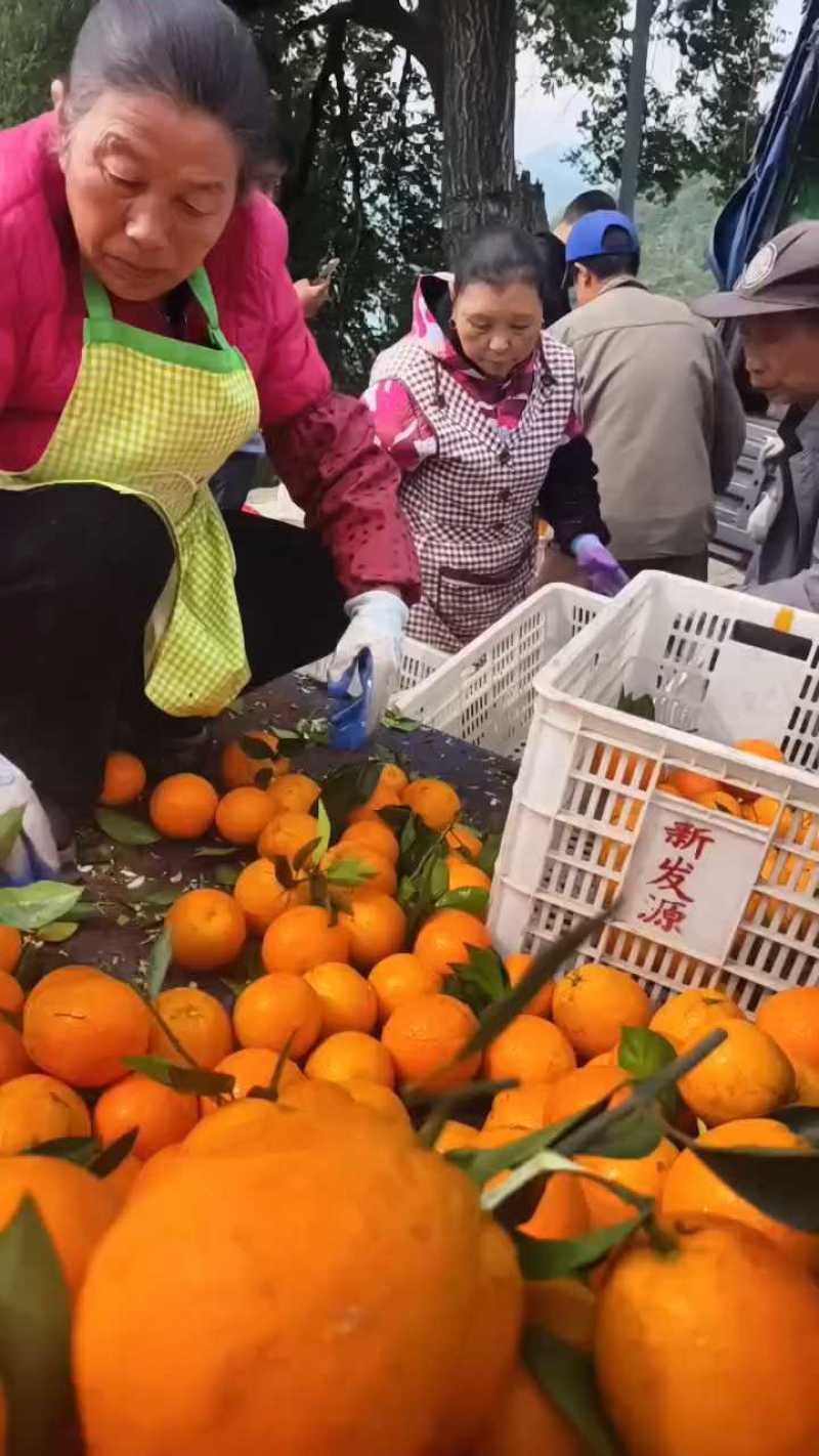 精品伦晚脐橙个大皮薄鲜嫩多汁口感纯甜