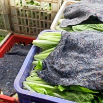 奶白菜杭白菜太和县产地直供对接批发代收代卖
