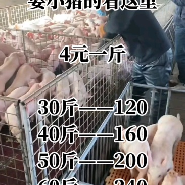 陕西猪场备案车免费送猪【猪到付款健康安全防疫检疫齐全】