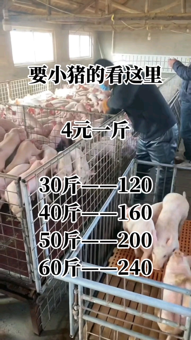 陕西猪场备案车免费送猪【猪到付款健康安全防疫检疫齐全】