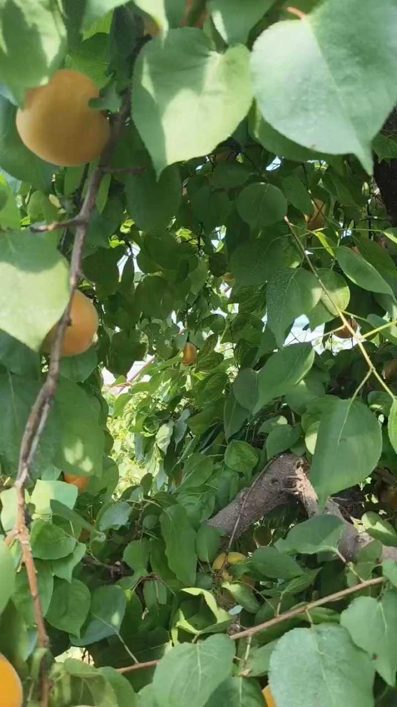 大棚金太阳杏