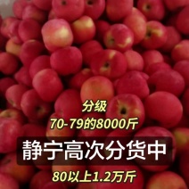 平原纸袋红富士苹果/口感酥脆/颜色好/咸阳产区热销品