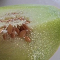 【推荐】山东玉菇甜瓜供应市场商超一手货源保质保量