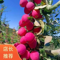 辽宁铁岭西丰县鸡心果锦绣海棠果种植基地直发七八月份现货