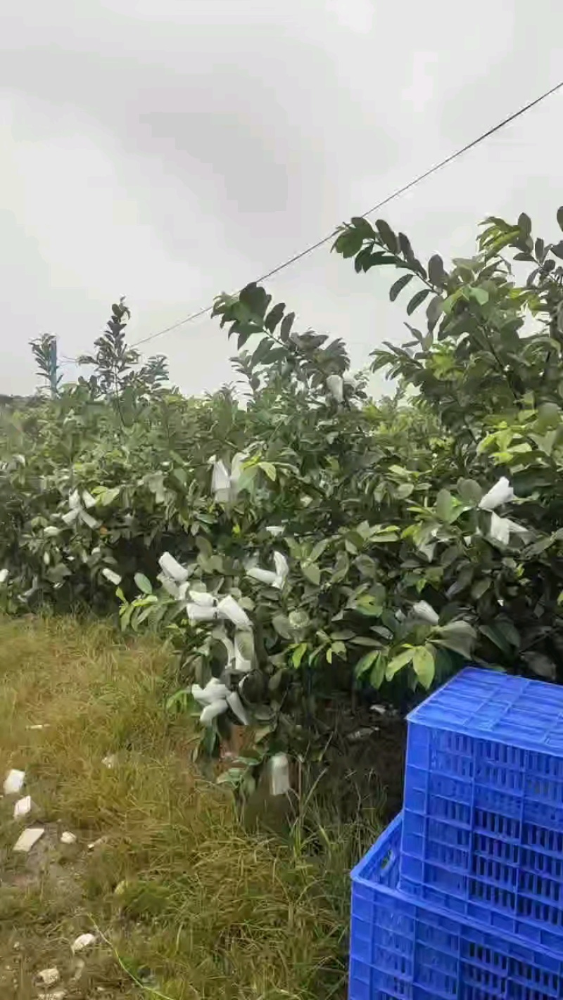 红心番石榴产地直发价格优惠一手货源诚信经营品质保证