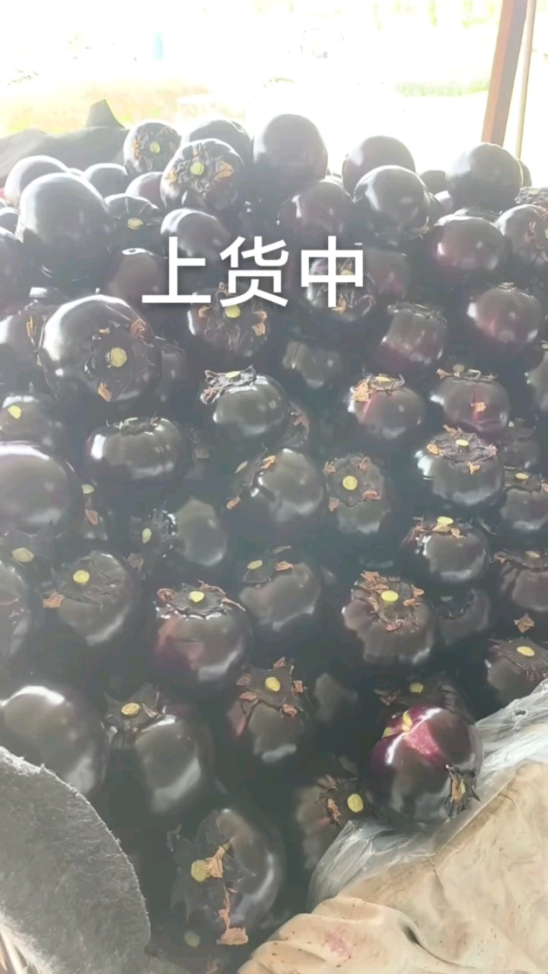 优质茄子，质量杠杠的！